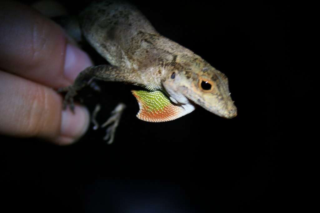 Image of Common Puerto Rican anole