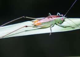 Image of Conocephalus (Anisoptera) ictus (Scudder & S. H. 1875)