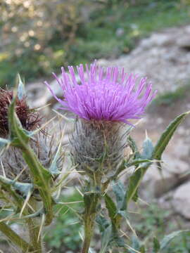 Plancia ëd Cirsium pugnax Somm. & Levier