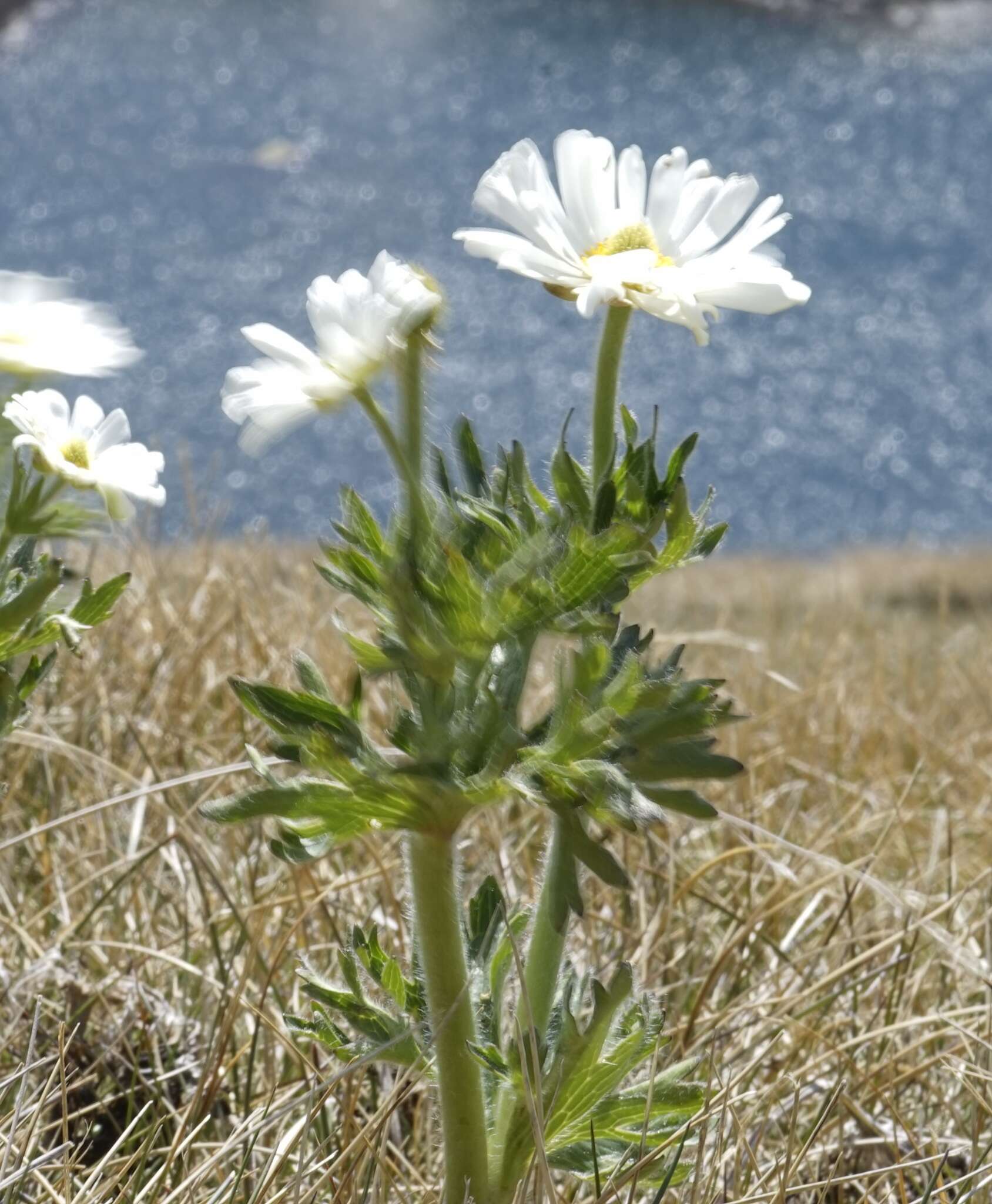 Imagem de Ranunculus anemoneus F. Müll.