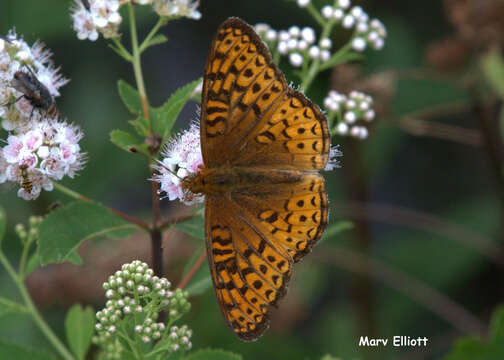 Image of Atlantis Fritillary