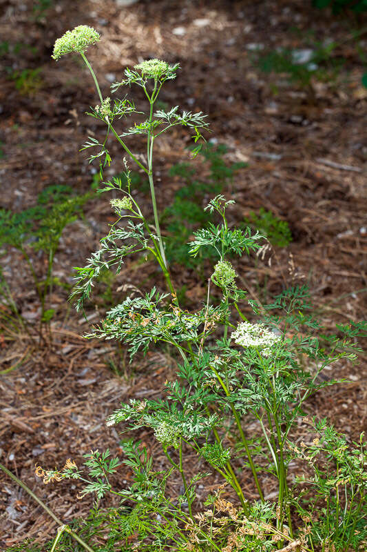 Sivun Selinum silaifolium (Jacq.) Beck kuva