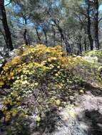 Image of Yellow Azalea