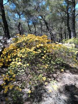 Image of Yellow Azalea