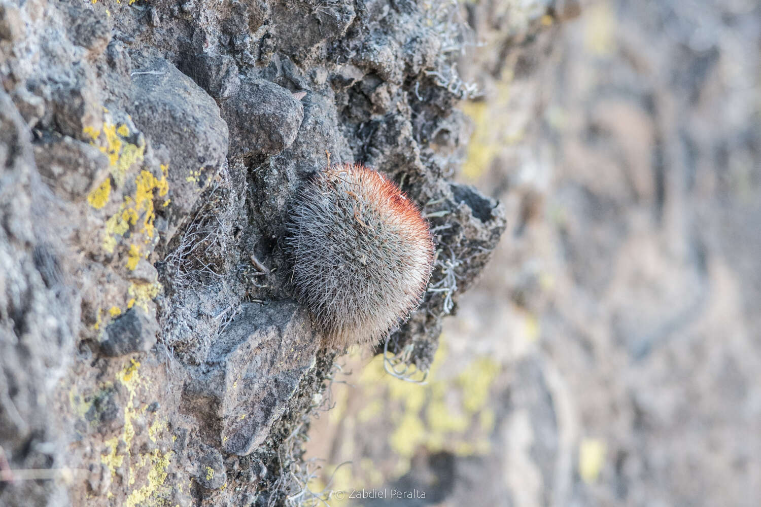 Image de Mammillaria spinosissima subsp. spinosissima