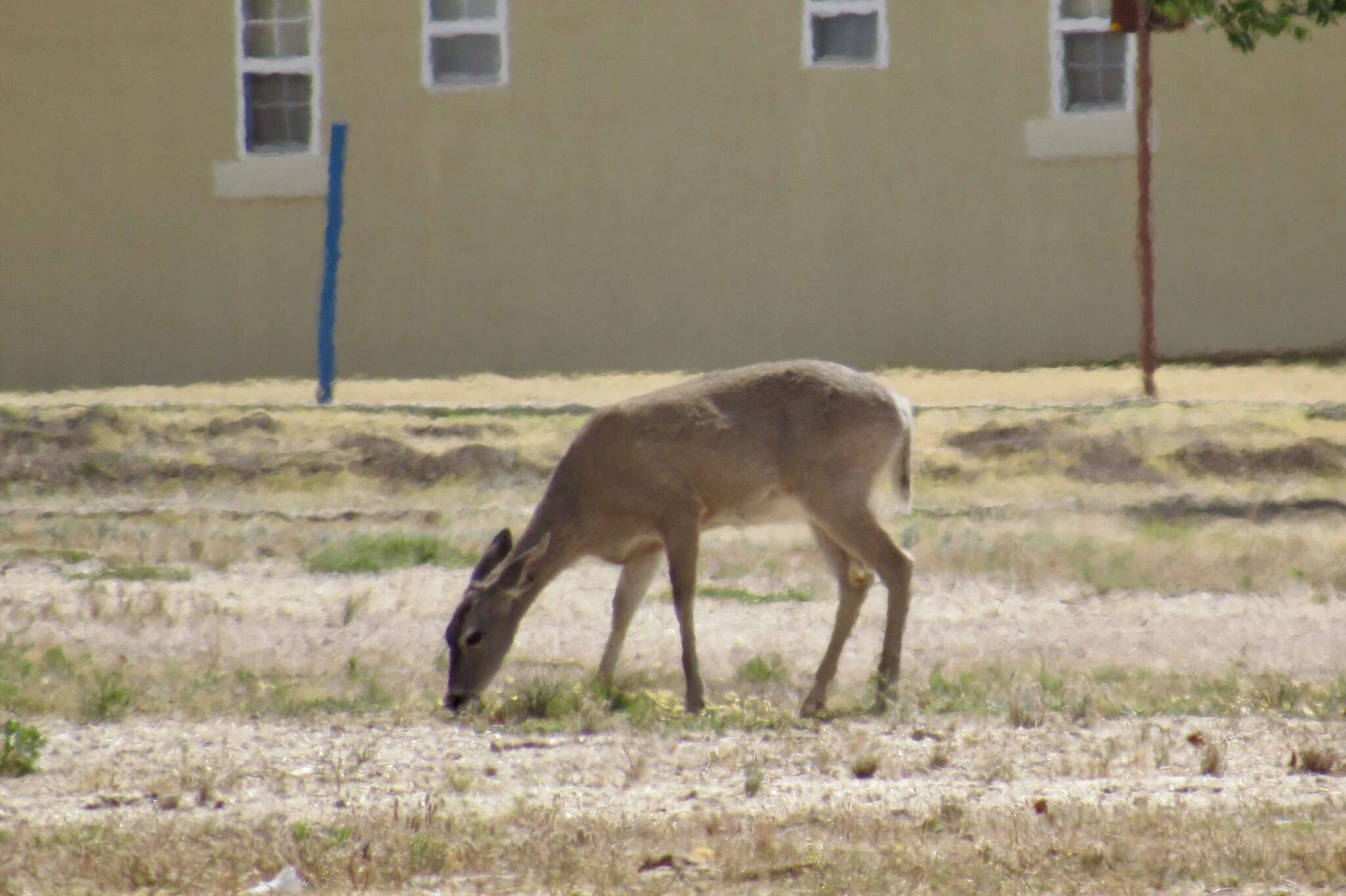 Image of Odocoileus virginianus couesi (Coues & Yarrow 1875)