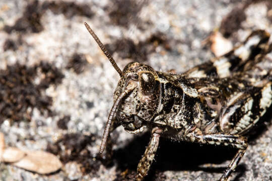 Image of Homer grasshopper