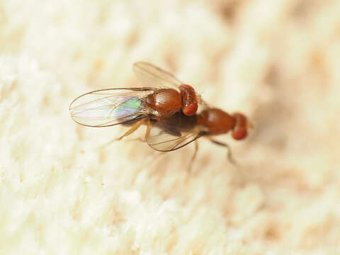 Chymomyza procnemoides Wheeler 1952的图像