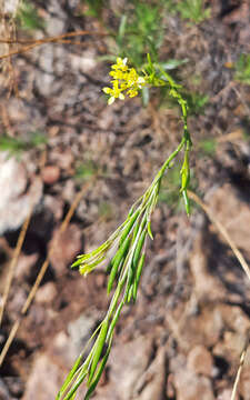 Image of Descurainia preauxiana (Webb) Webb ex O. E. Schulz