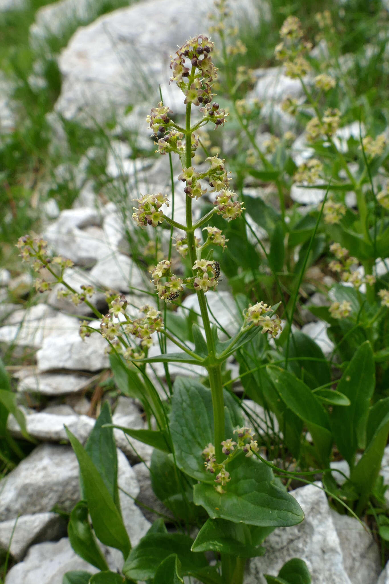 Image de Valeriana elongata Jacq.