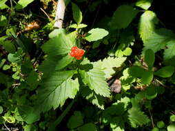 Image of dwarf red blackberry