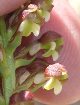 Brachycorythis mac-owaniana Rchb. fil. resmi