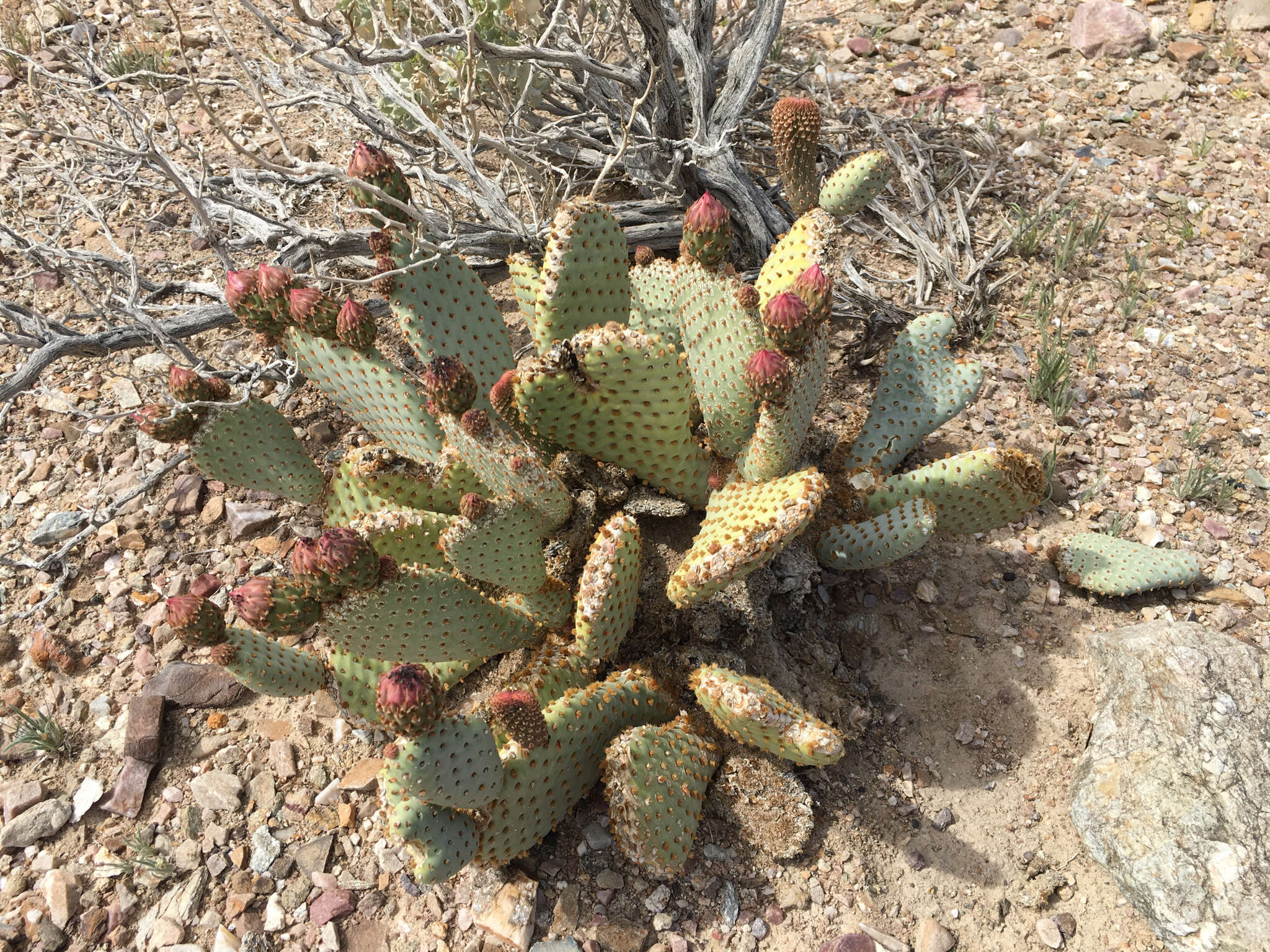 صورة Opuntia basilaris var. basilaris