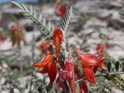 Image de Lessertia frutescens (L.) Goldblatt & J. C. Manning