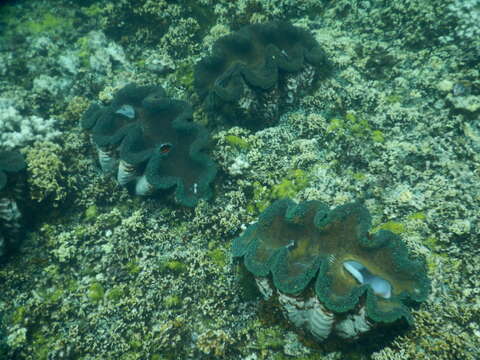 Image of Giant Clam