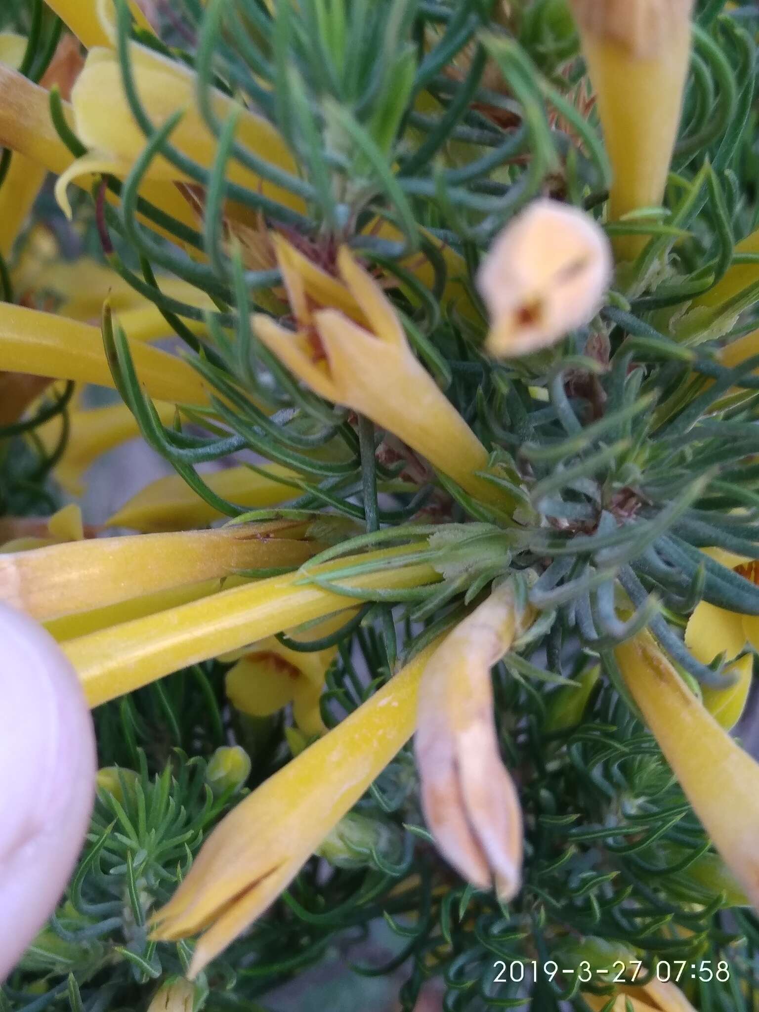 Image of Erica grandiflora subsp. perfoliosa (E. G. H. Oliv. & I. M. Oliv.) E. G. H. Oliv. & Pirie