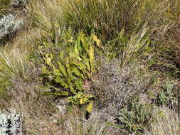 Image of harts-tongue-fern sugarbush