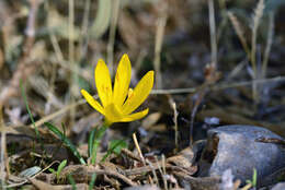 Image de Sternbergia lutea subsp. greuteriana (Kamari & R. Artelari) Strid