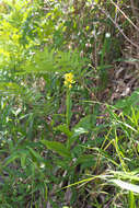 Слика од Cephalanthera falcata (Thunb.) Blume