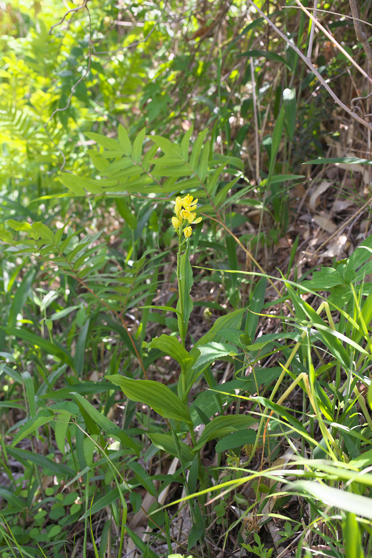 Слика од Cephalanthera falcata (Thunb.) Blume