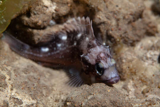 Image of Blackbelly rosefish