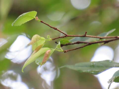 Imagem de Oncoba spinosa Forsk.