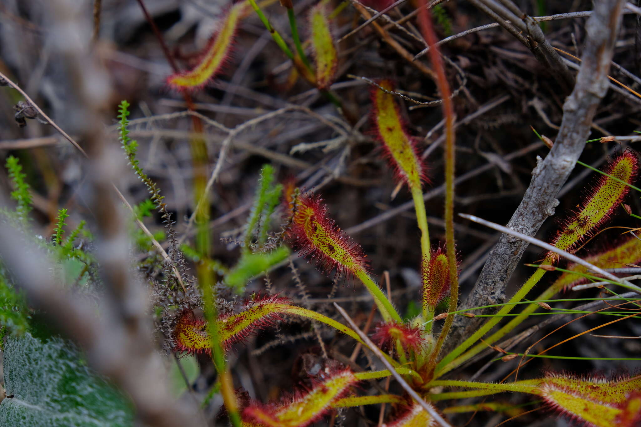 Drosera ramentacea Burch. ex DC.的圖片