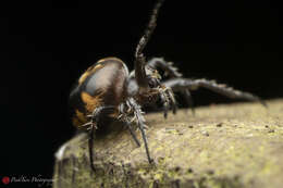 Image of Araneus nox (Simon 1877)