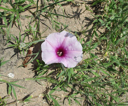 Слика од Ipomoea bolusiana Schinz