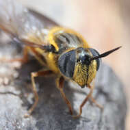 Image of Callicera erratica (Walker 1849)