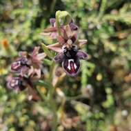 Image of Ophrys cretica (Vierh.) E. Nelson