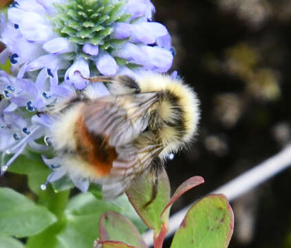 Слика од Bombus lapponicus (Fabricius 1793)