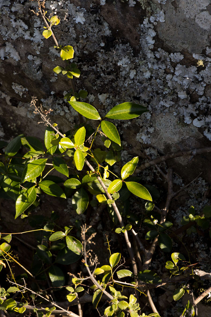 Image of Searsia acocksii (Moffett) Moffett