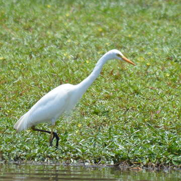 Image of Intermediate Egret