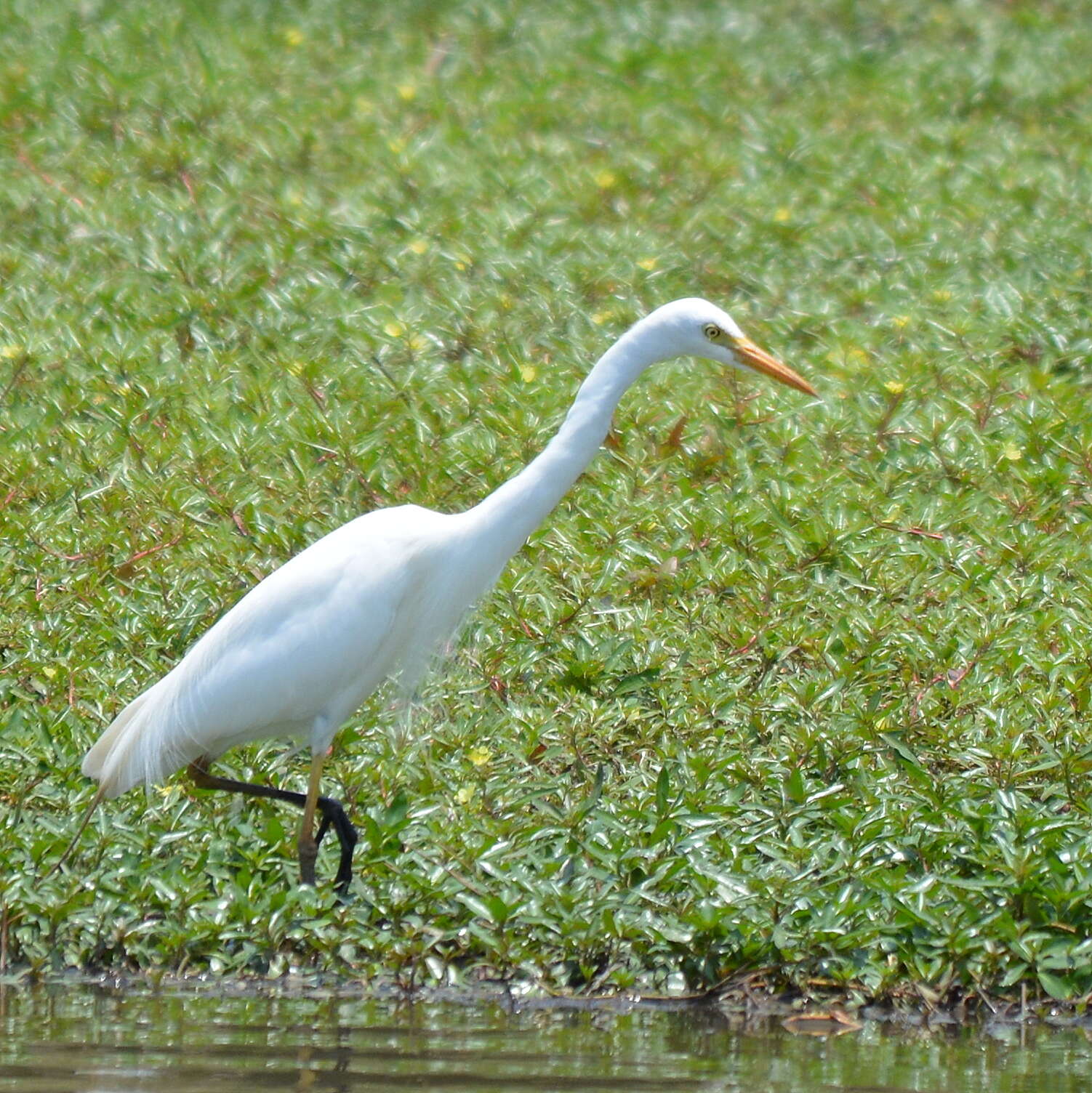 Imagem de Ardea intermedia Wagler 1829