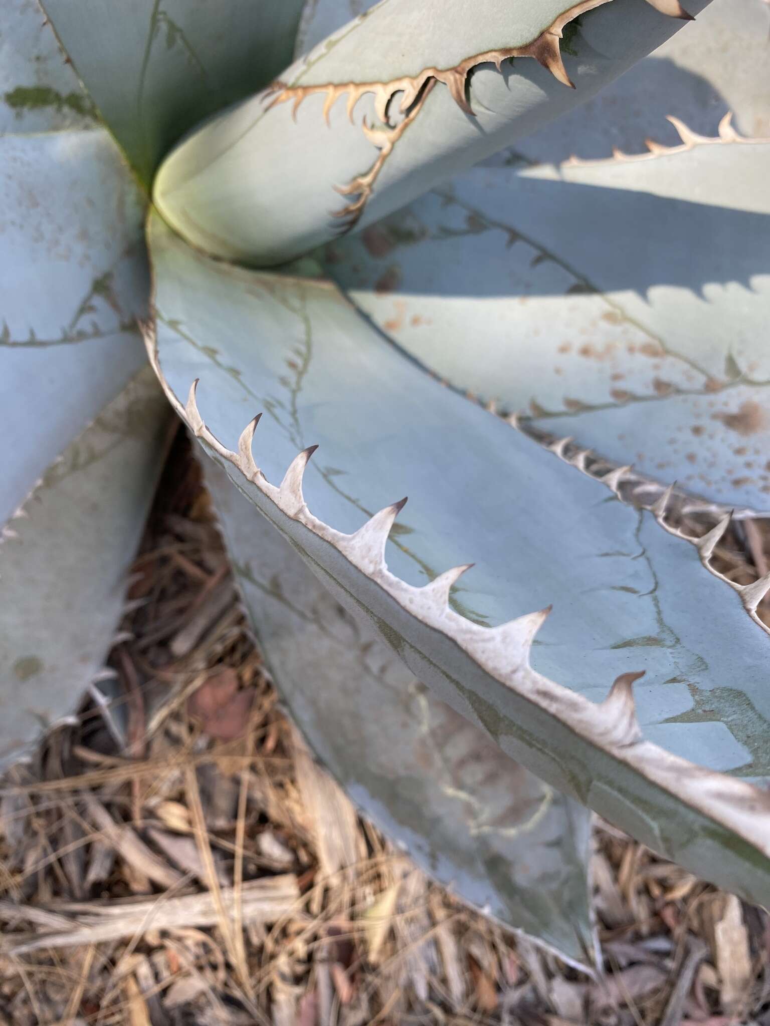 Image de Agave titanota Gentry