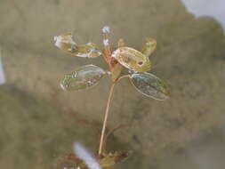 Image of northern snail-seed pondweed