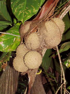 Image of Manicaria saccifera Gaertn.