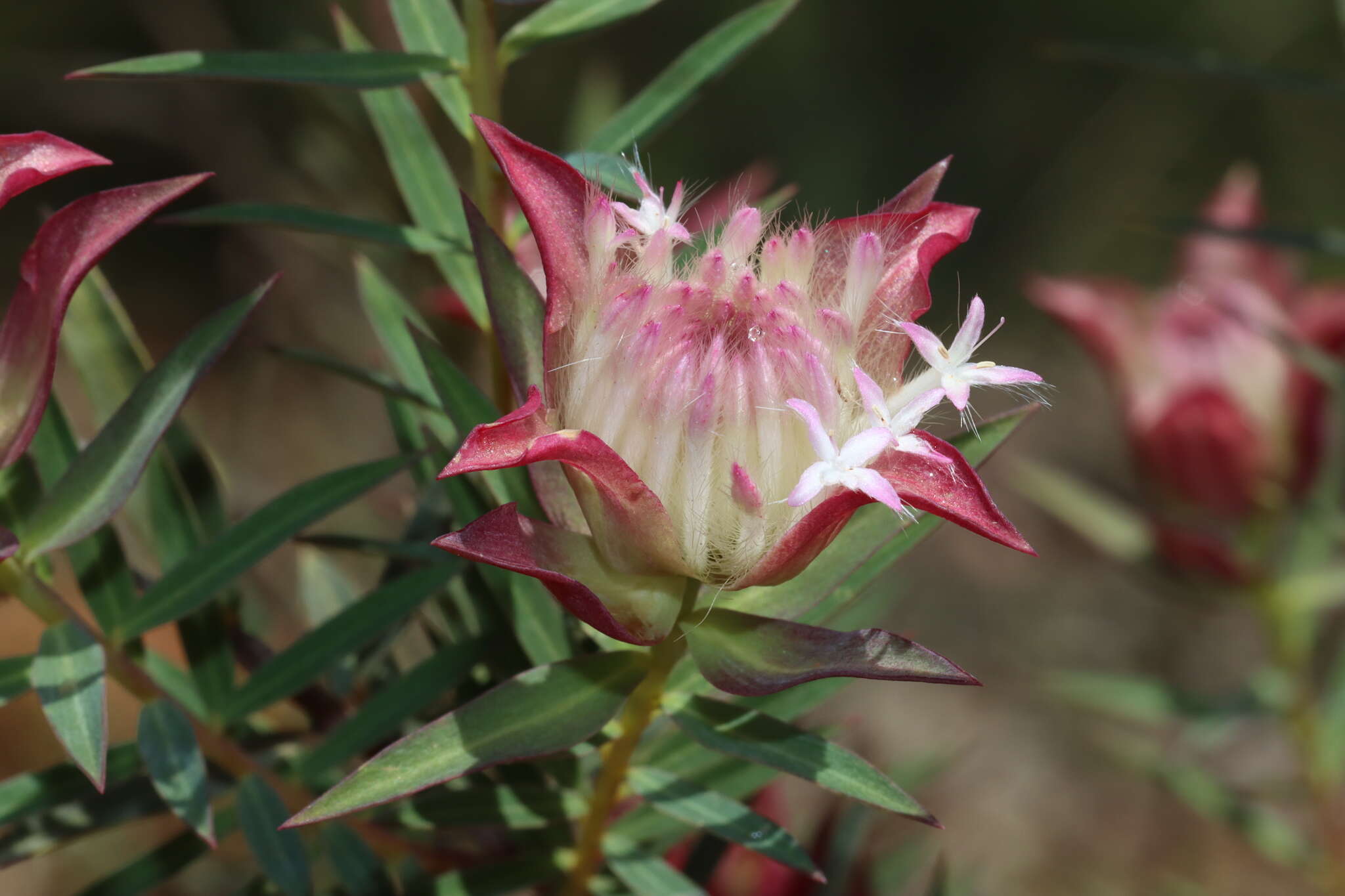 Image of Pimelea spectabilis Lindl.