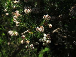 Image of Erica triflora L.