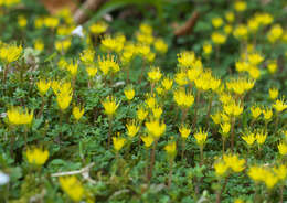 Image of Chrysosplenium album var. flavum Hara