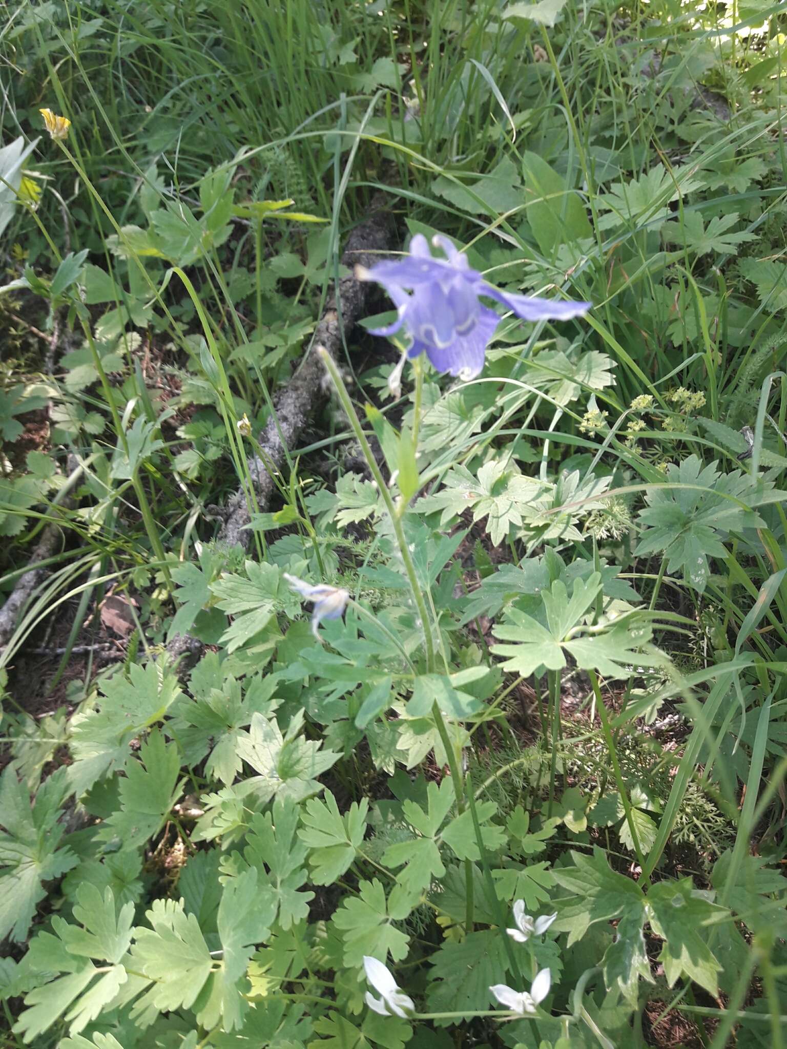 Aquilegia alpina L. resmi