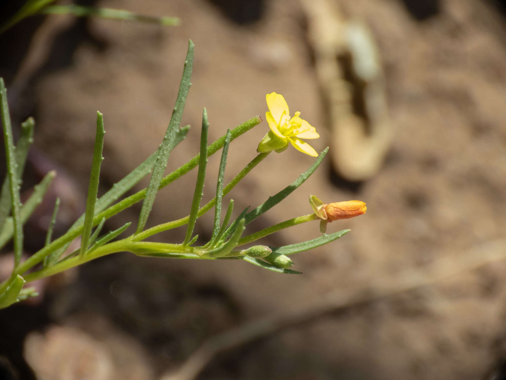 Image of sandysoil suncup