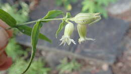 Image of Menzies' campion