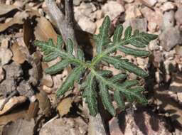 Image of bommeria fern