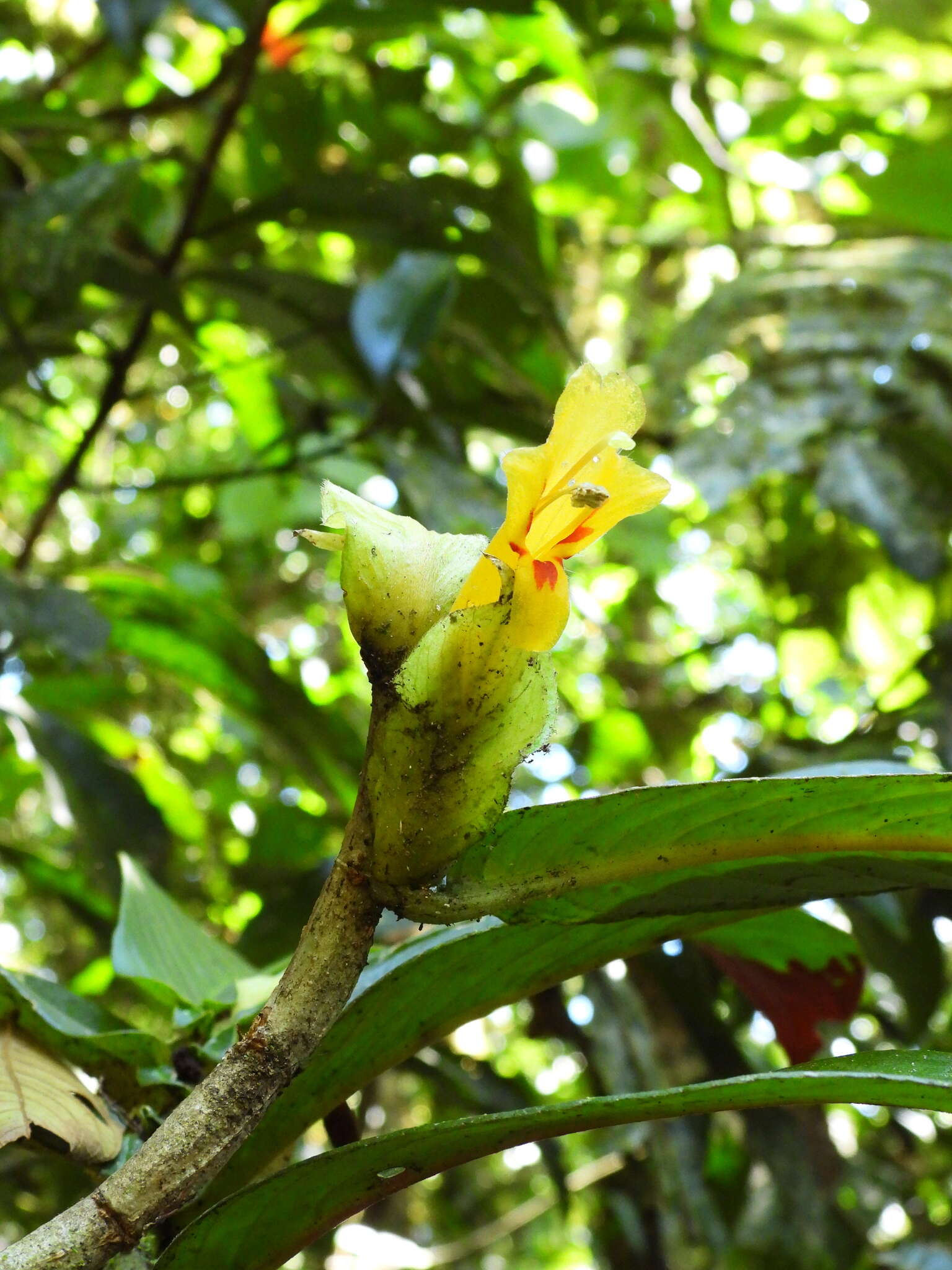 Image of Columnea ericae Mansf.