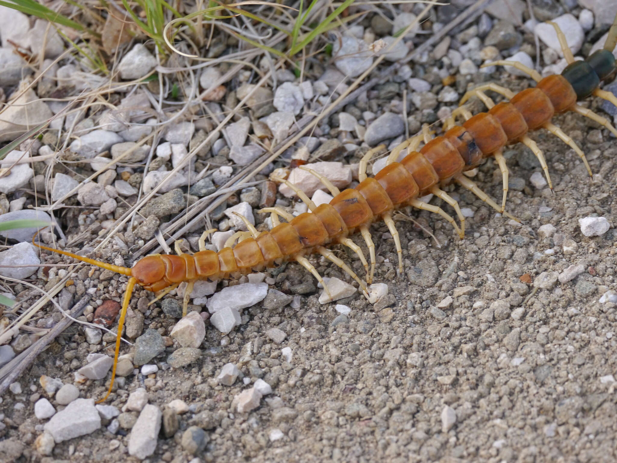 Imagem de Scolopendra heros Girard 1853