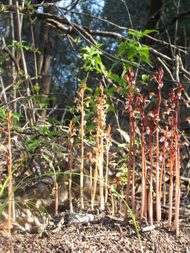 Image of Spring coralroot