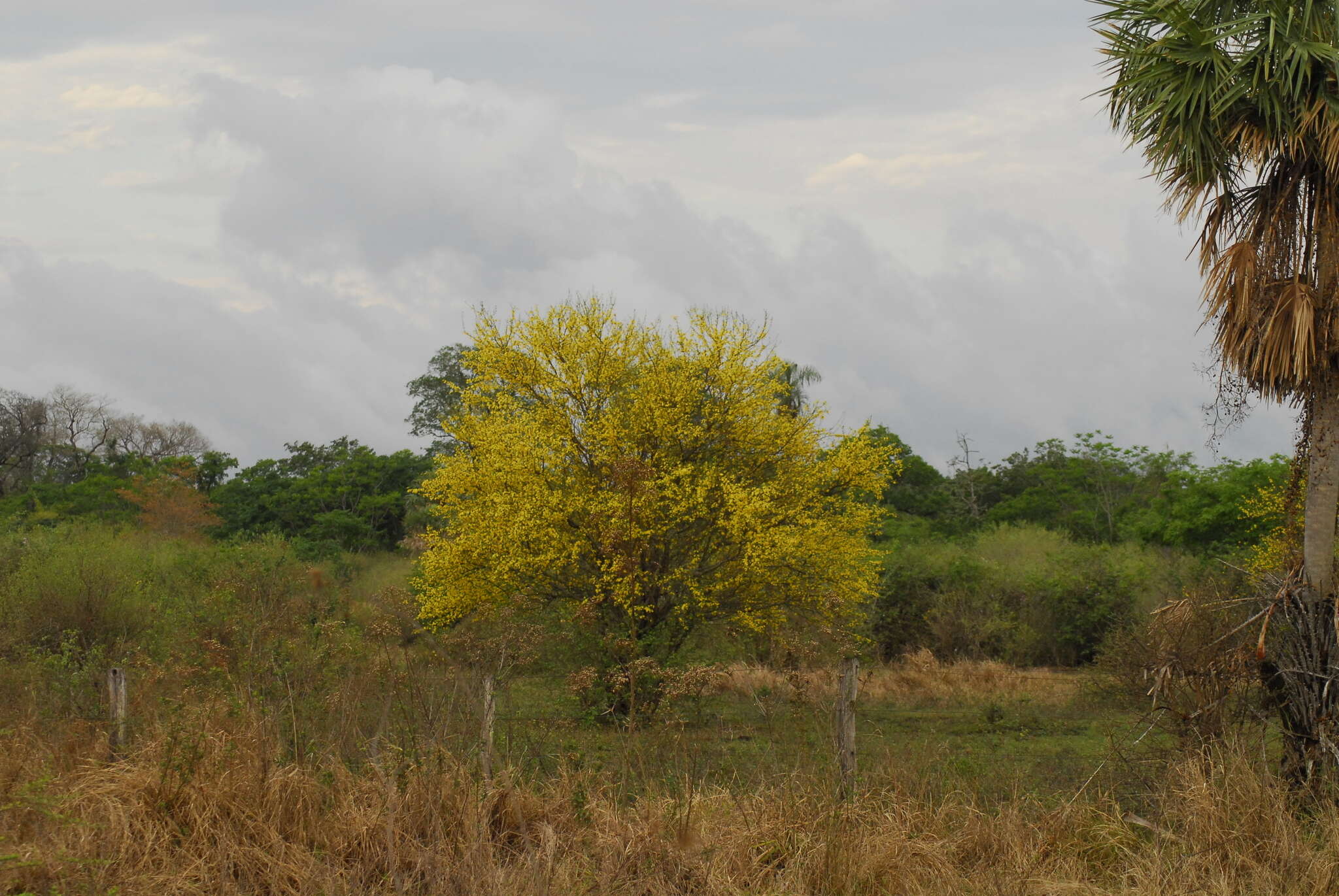 Image de Tabebuia nodosa (Griseb.) Griseb.