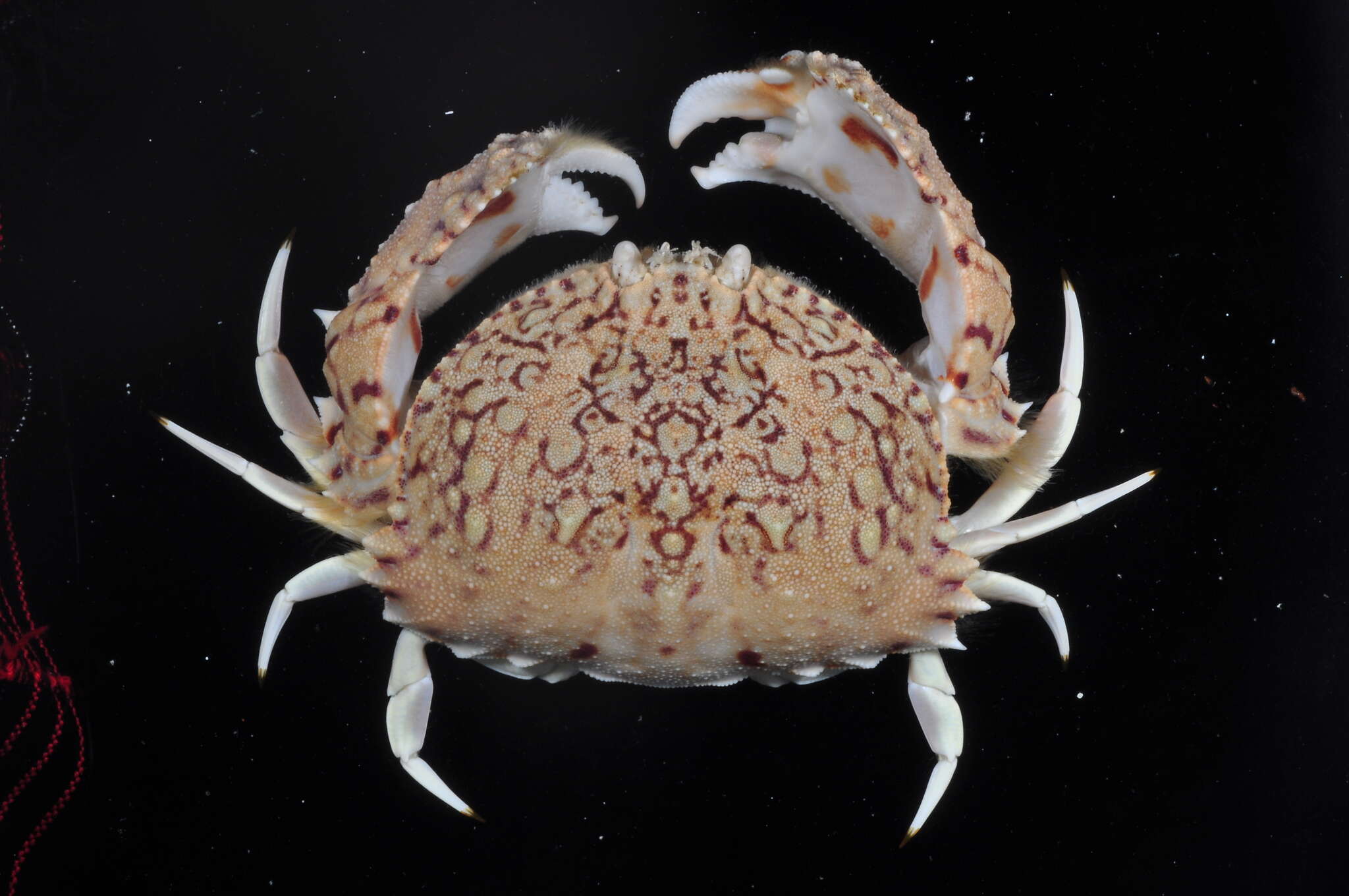Image of ocellate box crab